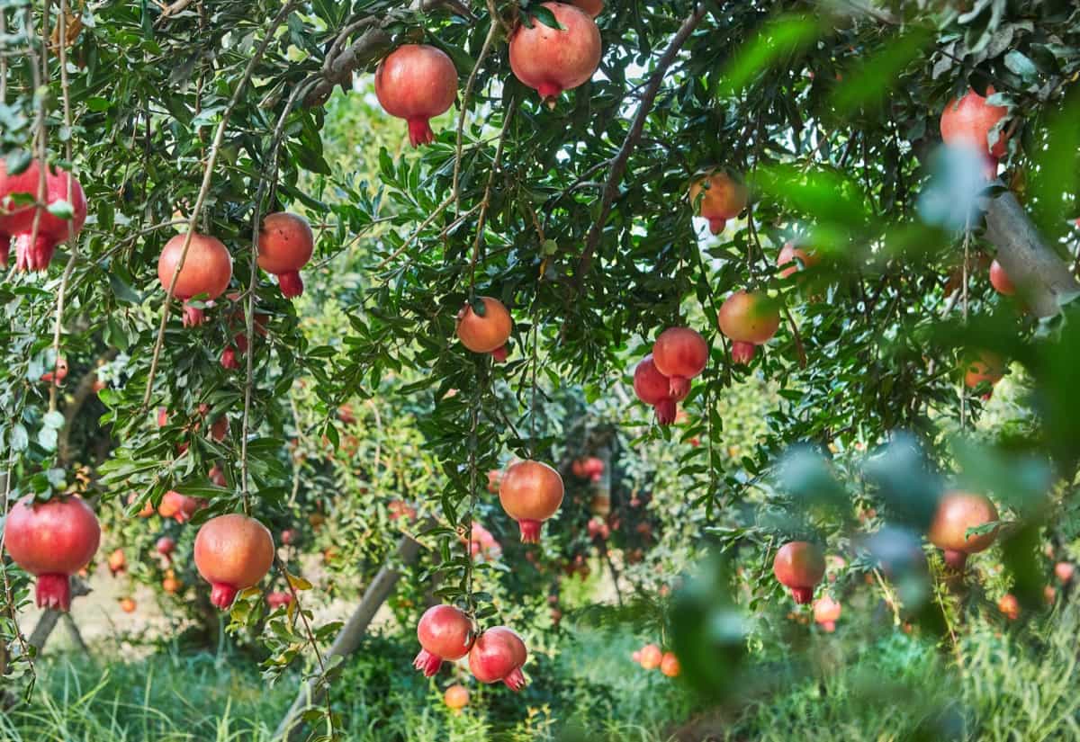 pomegranate Farm