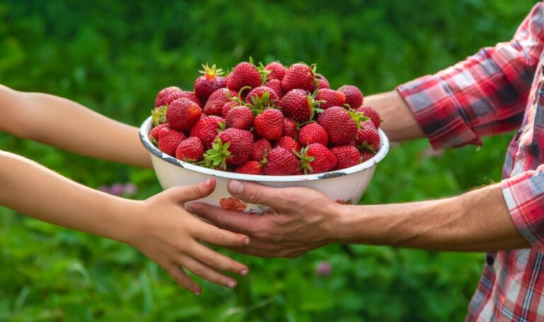 How to Increase Strawberry Fruit Size: Fruit Size Management for Getting Bigger Strawberry Fruits
