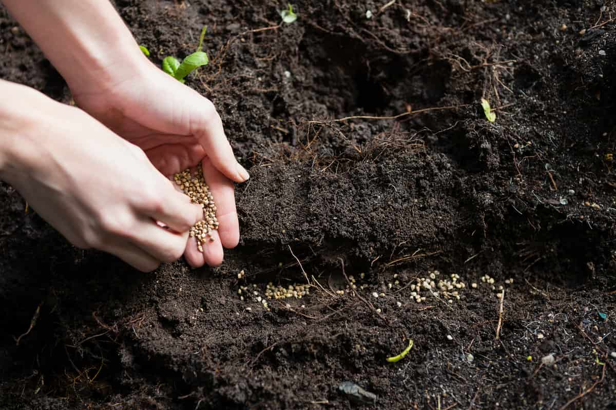 Sowing Seeds in Soil