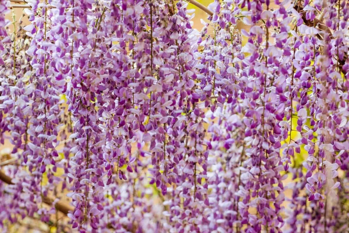 How to Plant and Care for Wisteria