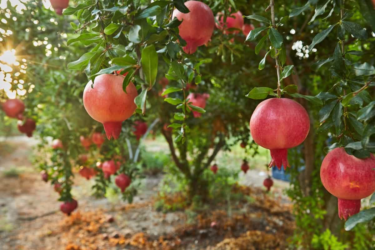 How to Pollinate Pomegranate Trees