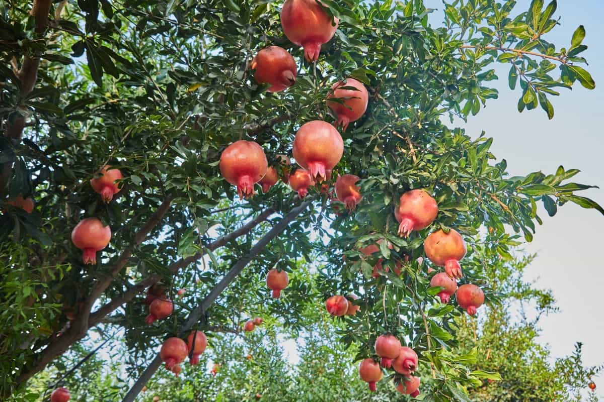 Pomegranates Plantation