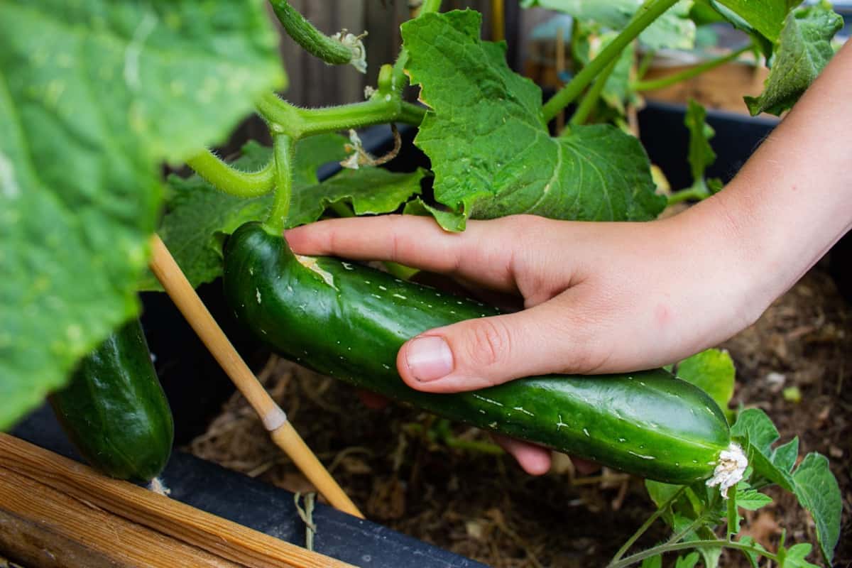 How to Prevent Bitter Cucumbers
