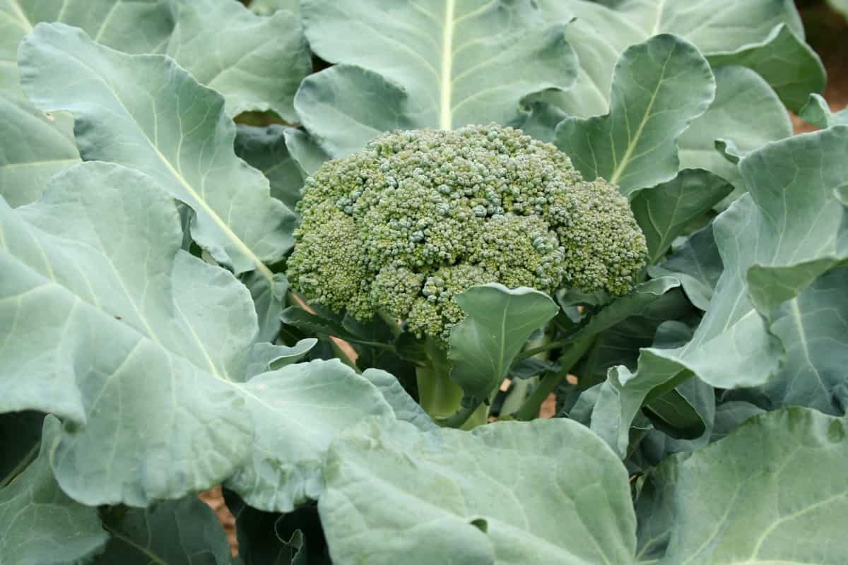 How to Prevent Broccoli Bolting