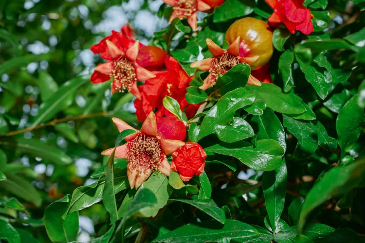 How to Prevent Flower Drops in Pomegranate Trees