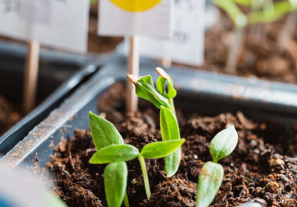 How to Prevent Rotting Seedlings from Damping Off