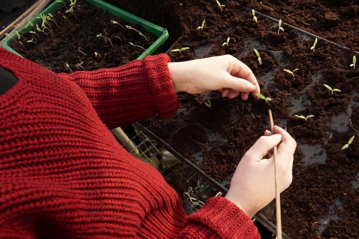 Soil Management for Seedlings