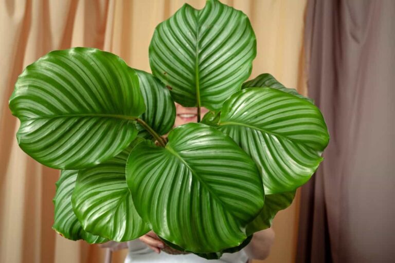 How to Propagate Calathea Plant: Ways to Grow from Water, Soil, Division, and Cuttings
