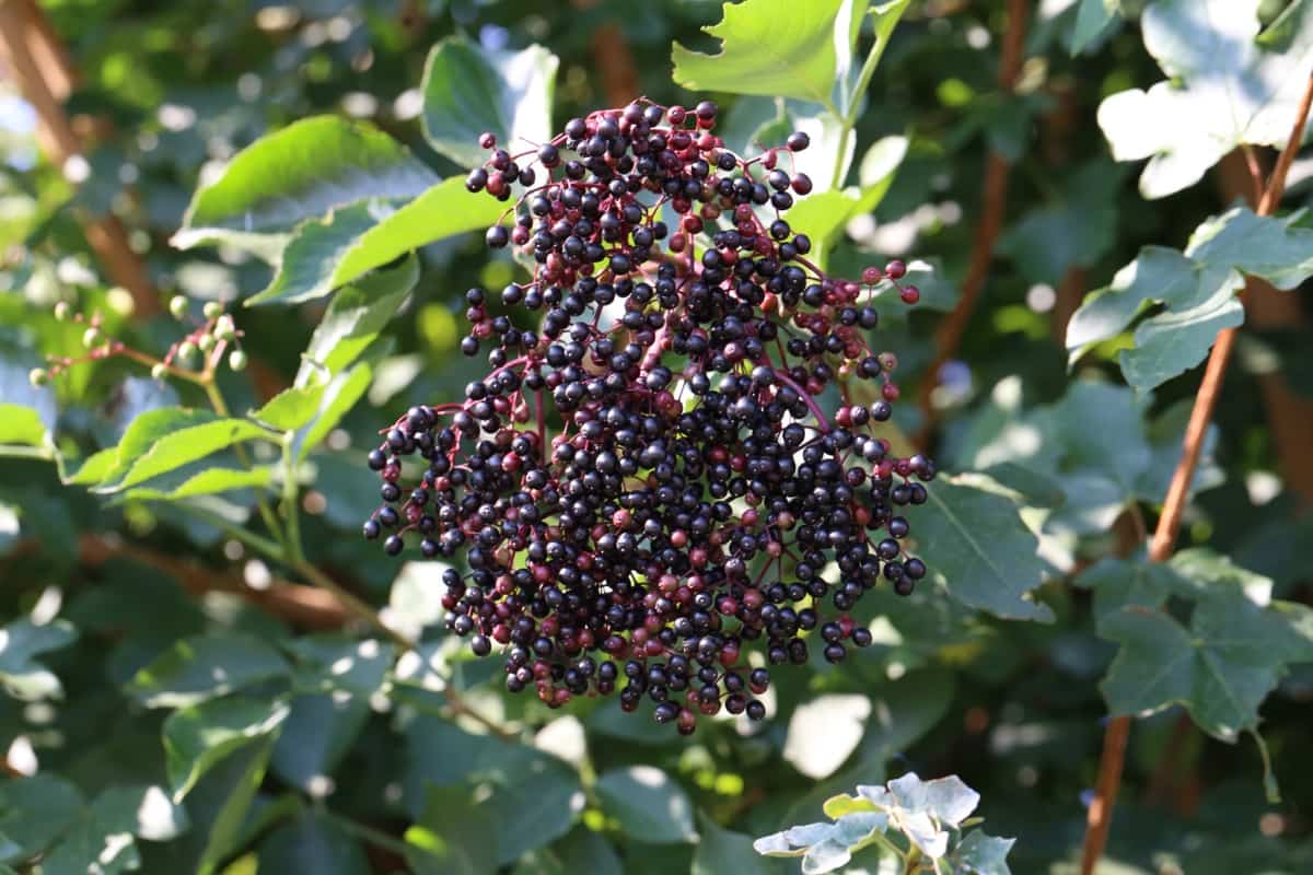 How to Propagate Elderberries from Cuttings