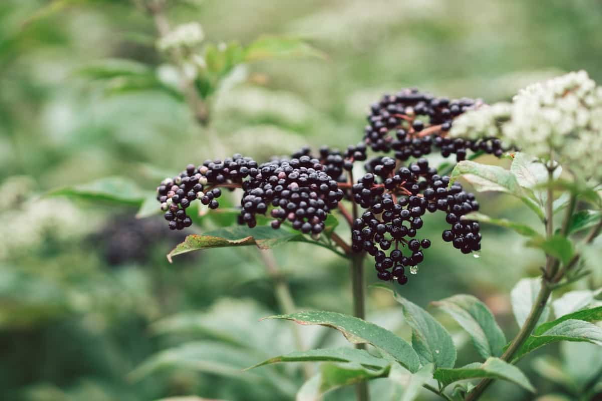 Clusters fruit black elderberry in the garden