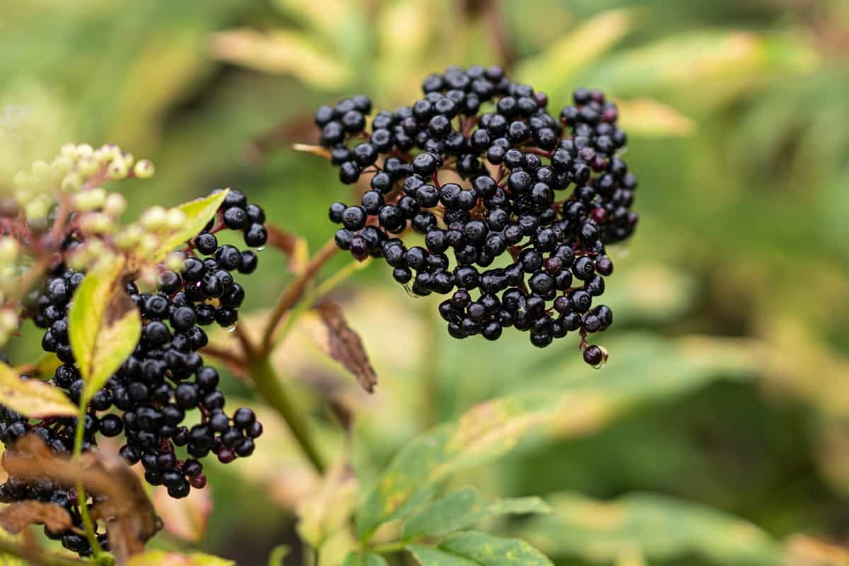 black elderberries