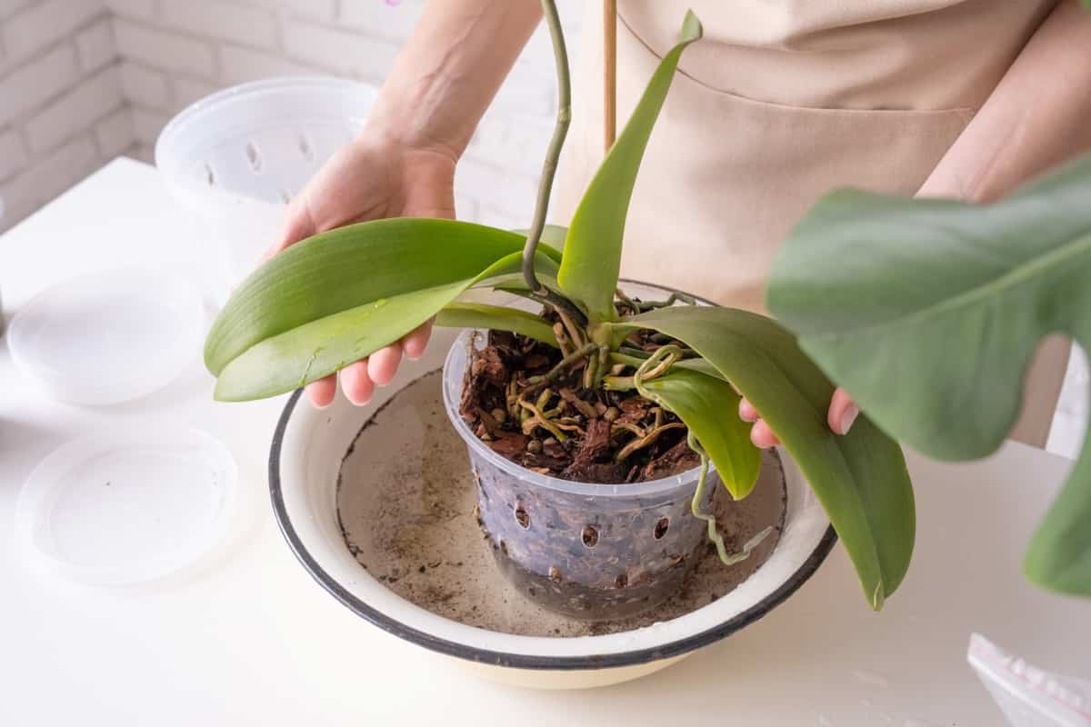 Orchid Pot Gardening