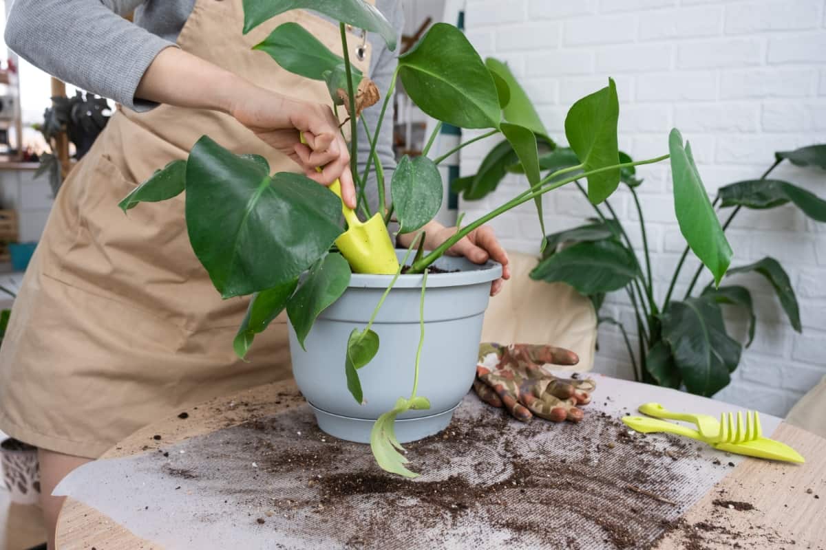 How to Propagate Philodendron
