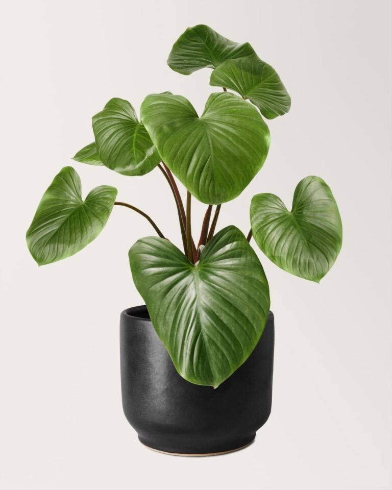 How to Propagate Philodendron: With Water, Soil, Air, and Division