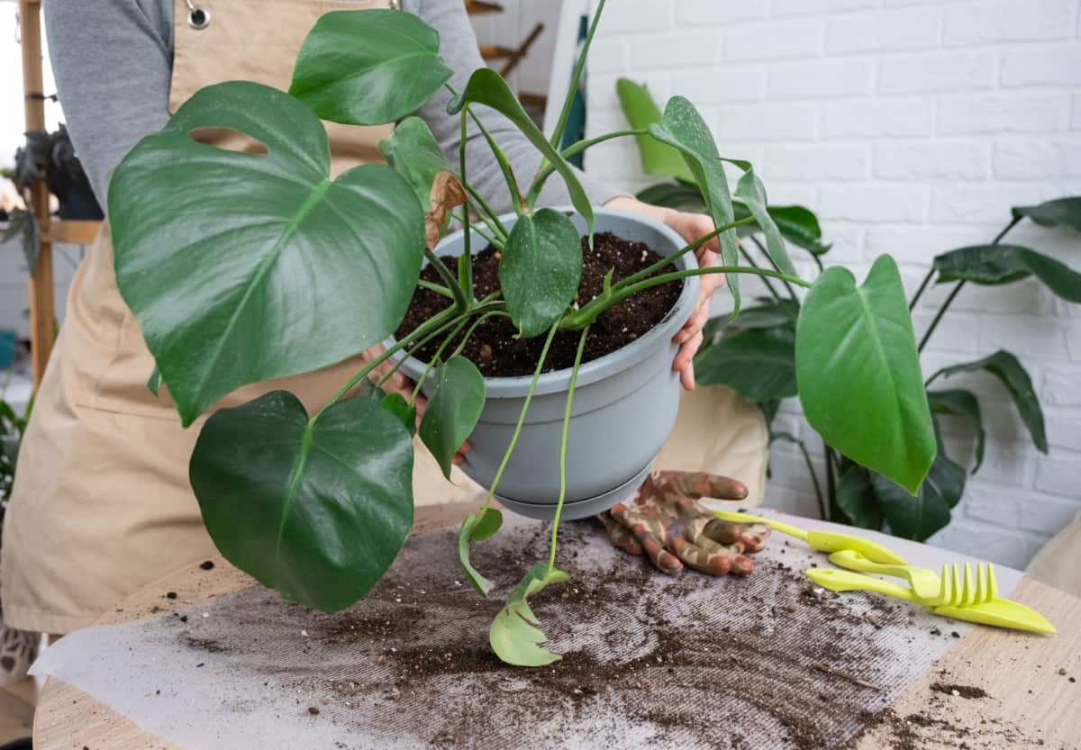 Repotting Philodendron 