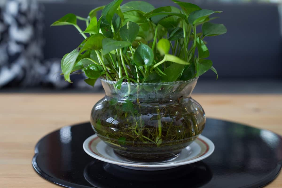 green pothos indoor plant in a pot