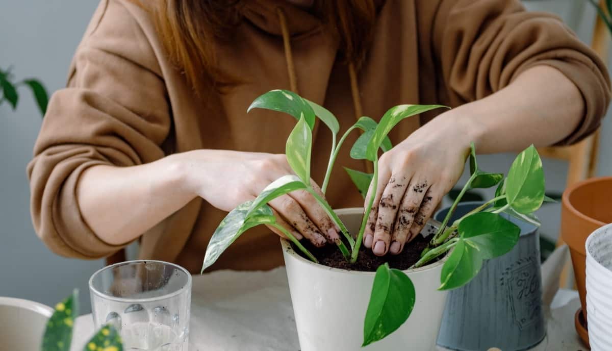 potting a young plant of golden pothos