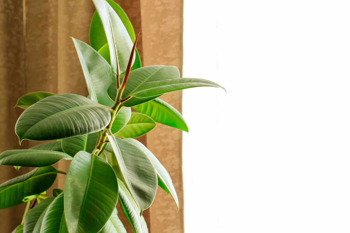 How to Propagate Rubber Plant
