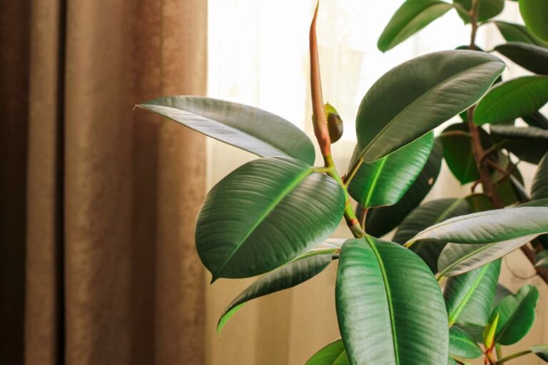 How to Propagate Rubber Plant: Ways to Grow Ficus Elastica from Water, Soil, and Cuttings