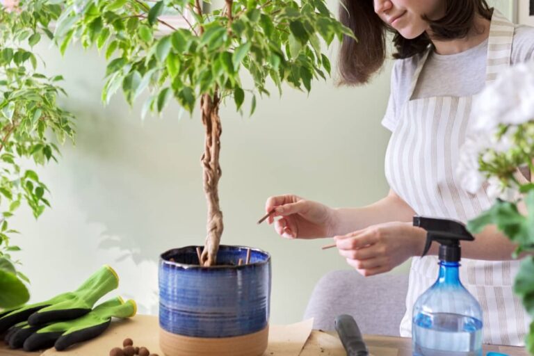 How to Propagate Weeping Fig (Ficus Benjamina): In Water, Cutting, Soil, Air, and Rooting Hormone