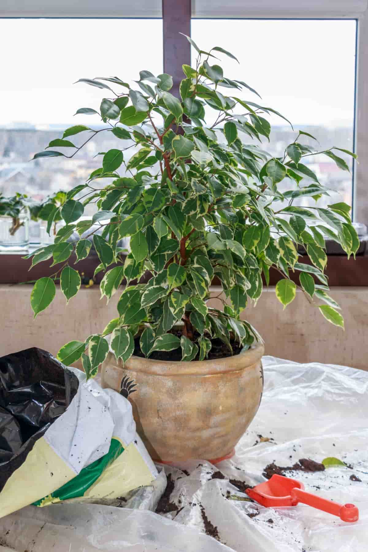 Transplanting a Houseplant Into a New Pot