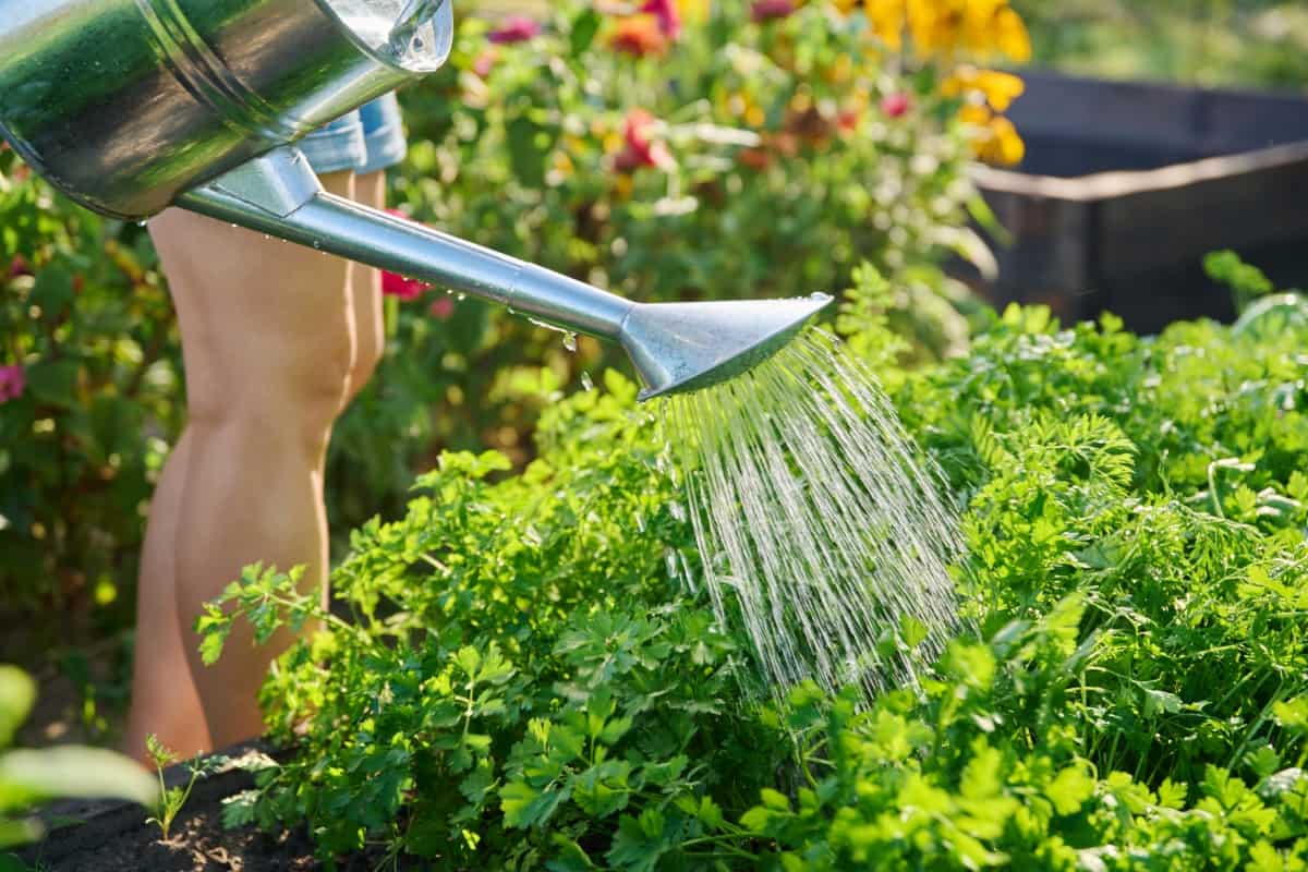 How to Set Up an Efficient Watering System for Home Garden
