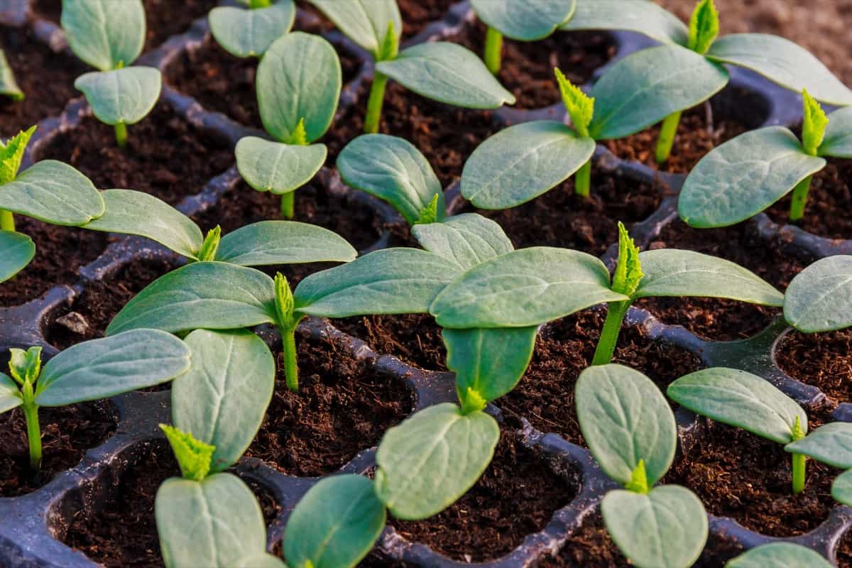 How to Take Care of Seedlings After They Sprout2