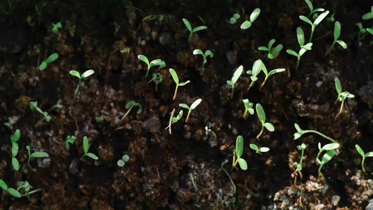 How to Take Care of Seedlings After They Sprout3