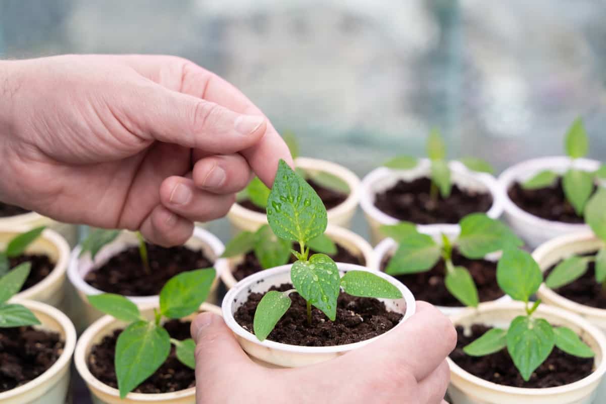 How to Take Care of Seedlings After They Sprout4