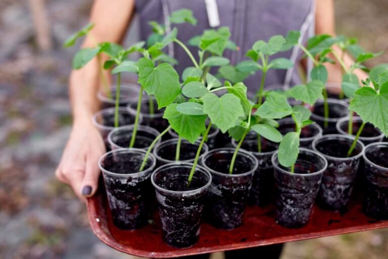 Expert Guide on How to Transplant Cucumber Seedlings for Maximum Harvest