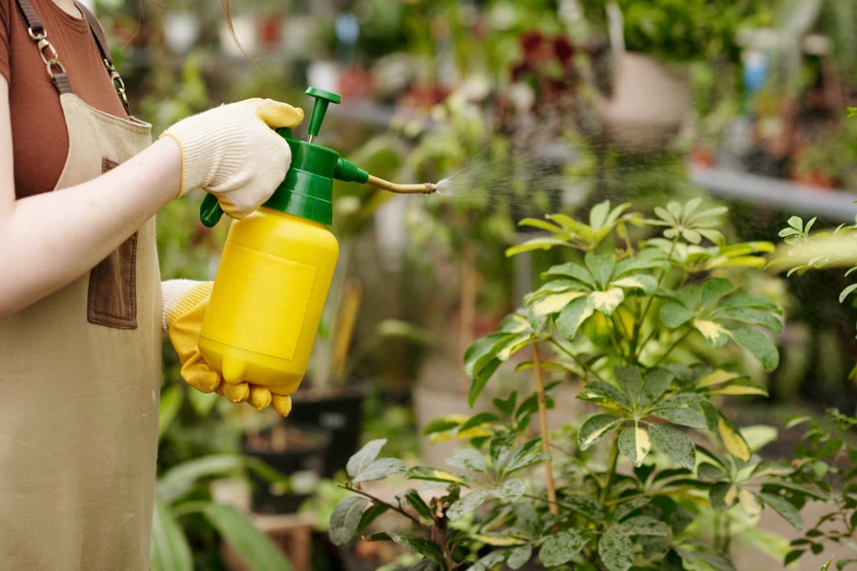 Spraying Hydrogen Peroxide to Plants