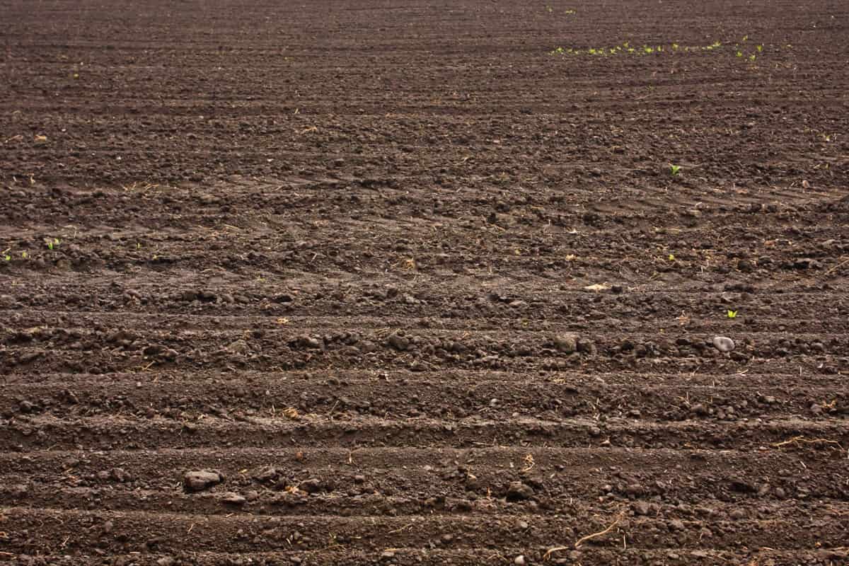 Indications That Show Your Soil is Bad and How to Fix It