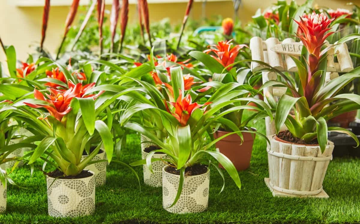 Indoor Plants That Don't Cause Allergies : Bromeliads Plants 