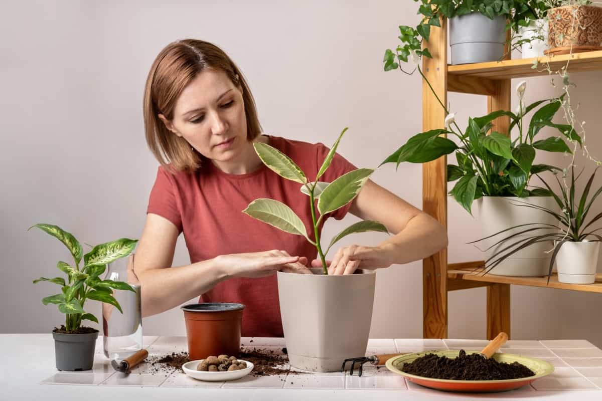 Ficus Indoor Pot