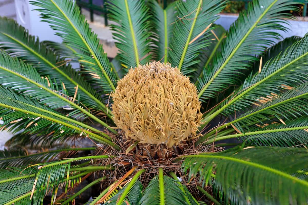 Sago Palm Plant