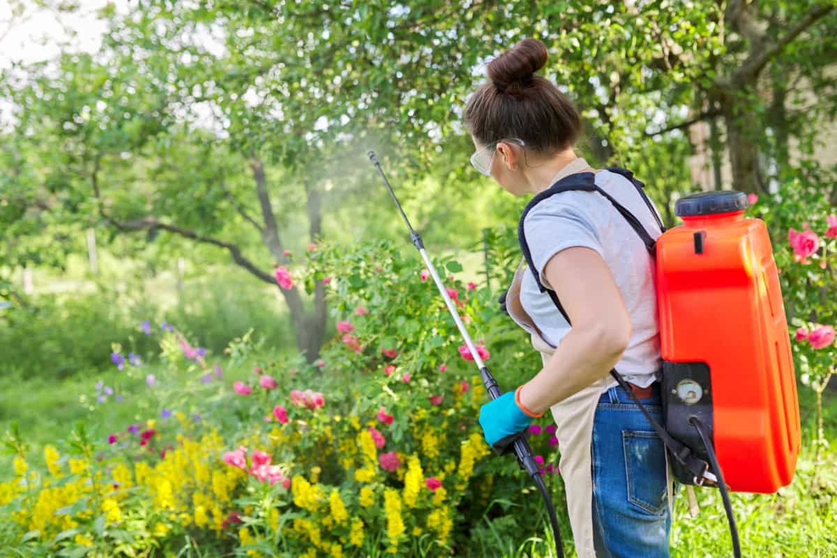 Chemical Spraying for Rose Plants