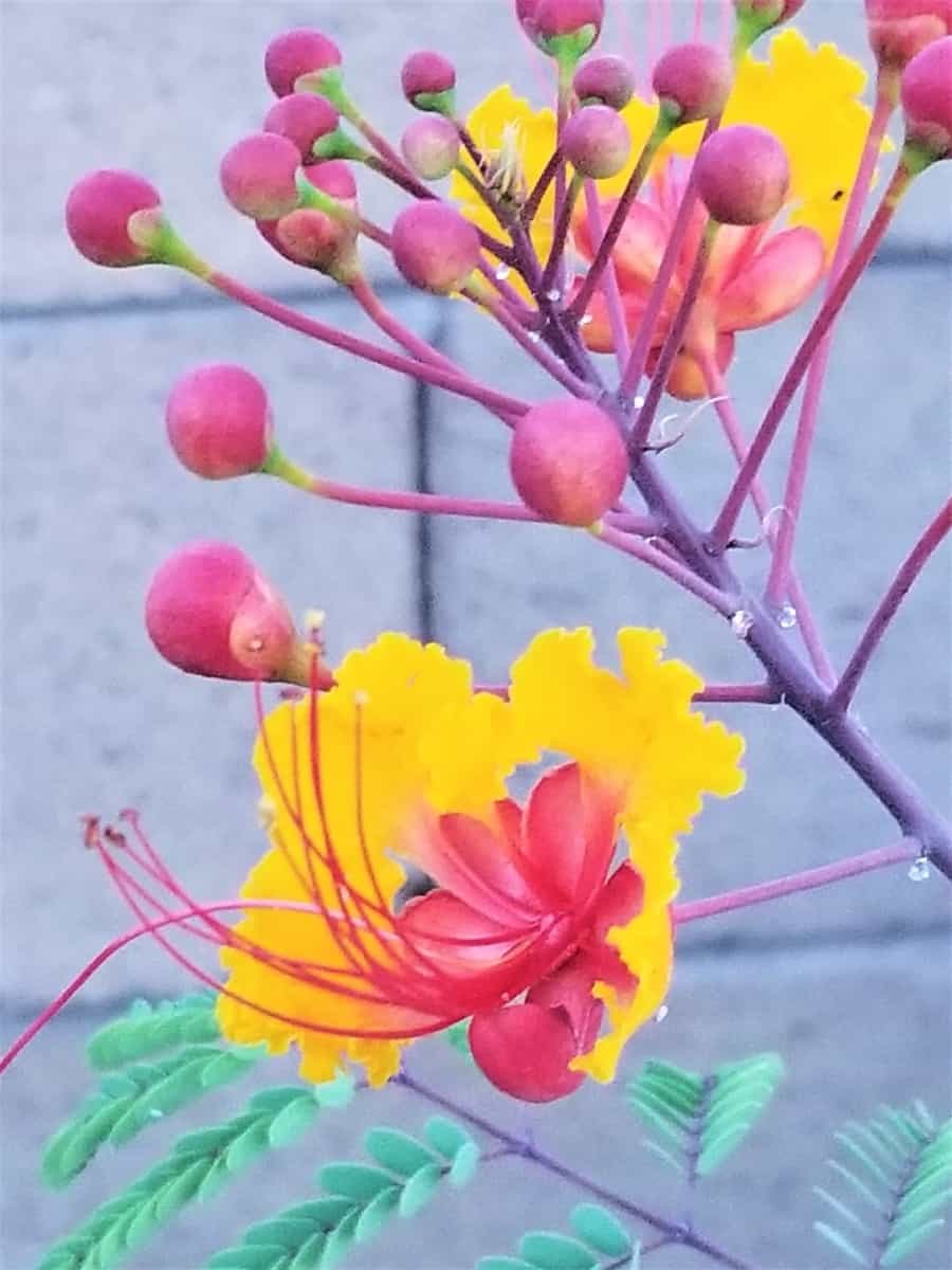 Mexican Bird of Paradise Plant