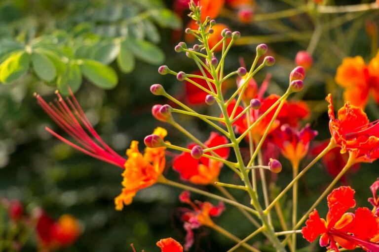 Ultimate Guide to Mexican Bird of Paradise: Explore from Propagation to Planting and Care