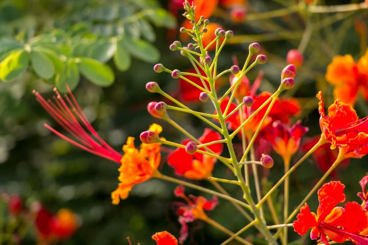 Mexican Bird of Paradise Plant