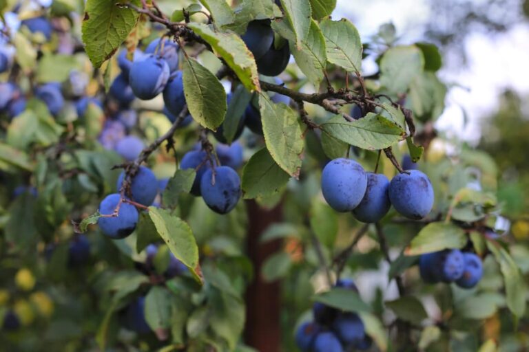 Italian Plum Trees: A Comprehensive Guide for Varieties, Planting and Care