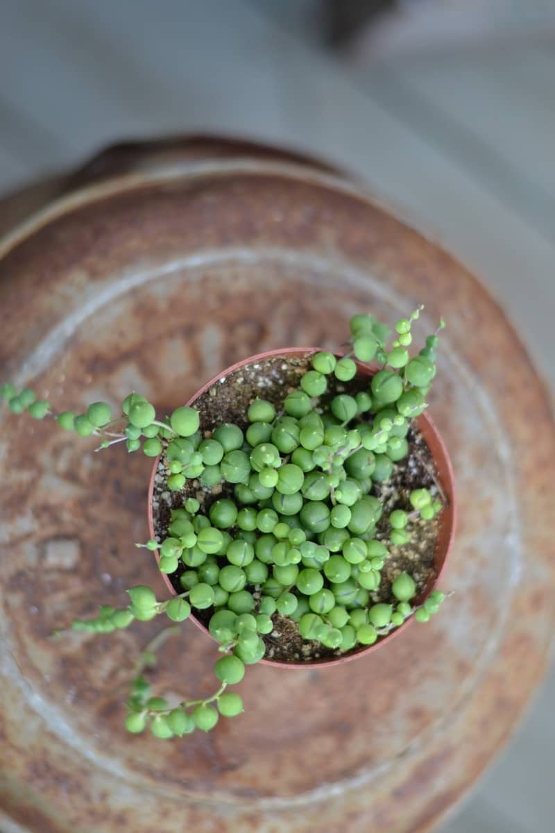 Key Rules to Grow String of Pearls Succulent Indoors