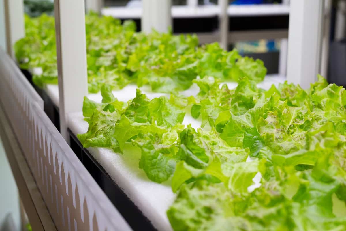 Hydroponics Lettuce Farming