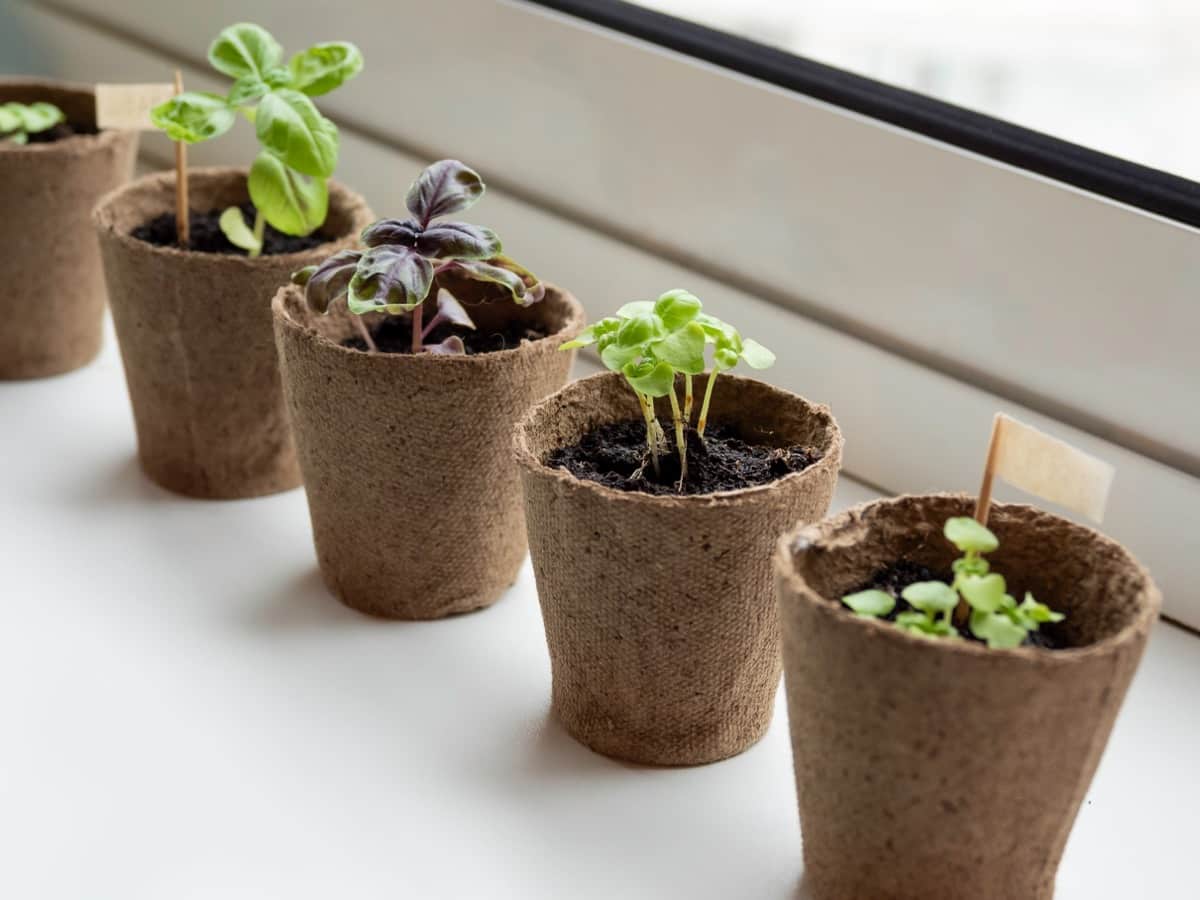 How to Make Biodegradable Peat Moss Planters and Pots