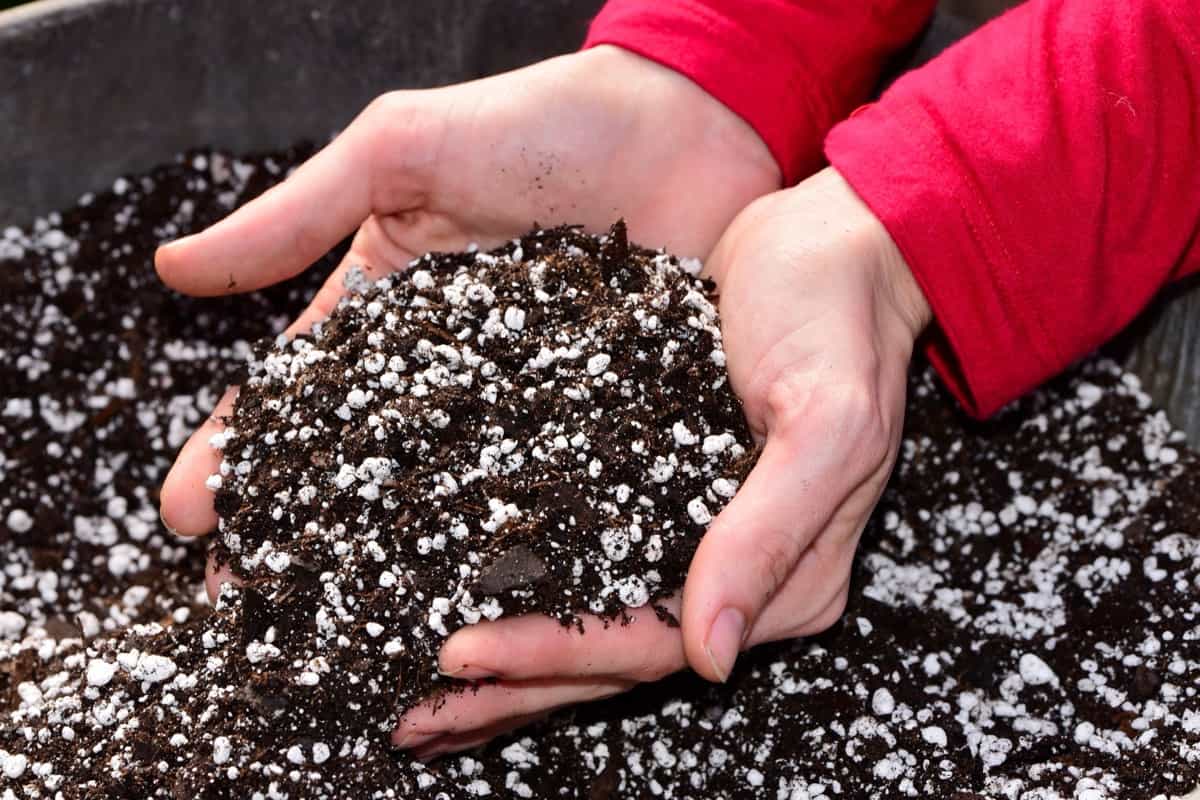 Mistakes to Avoid When Mixing Your Potting Soil