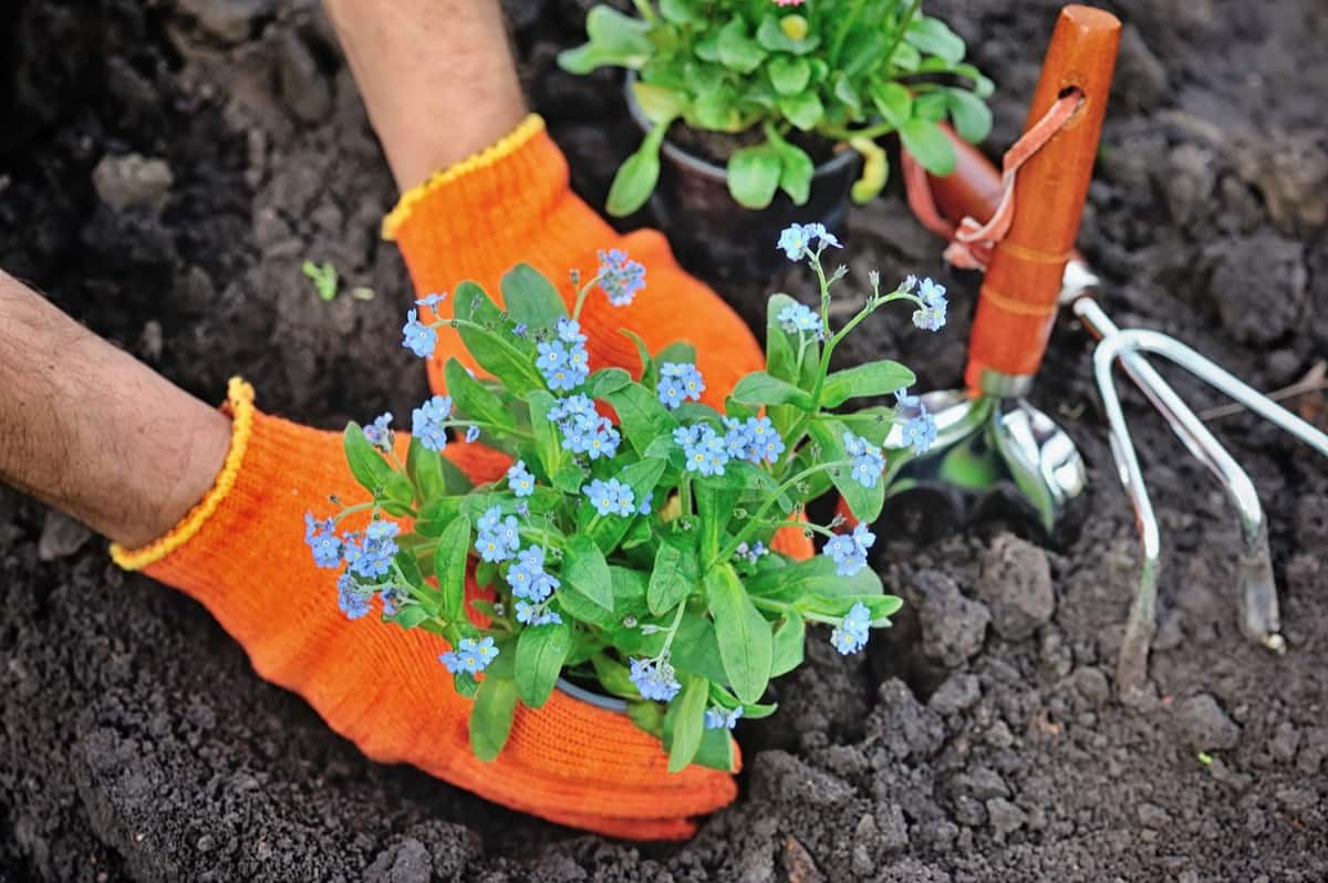 Forget-Me-Not Planting