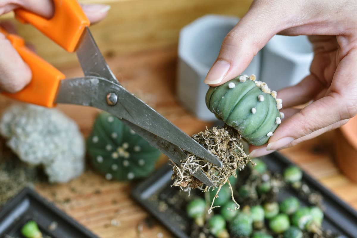 Most common succulent propagation mistakes