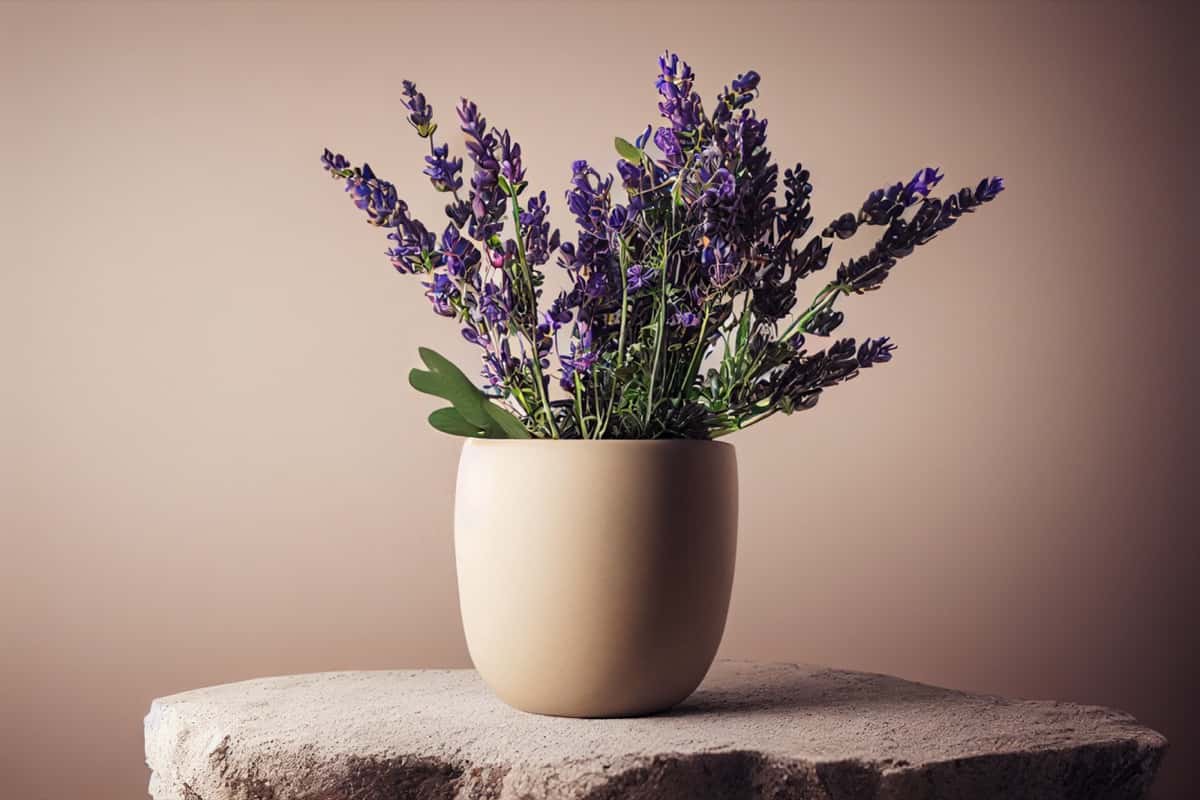 Most Fragrant Flowers to Grow in the Bedroom: Lavender