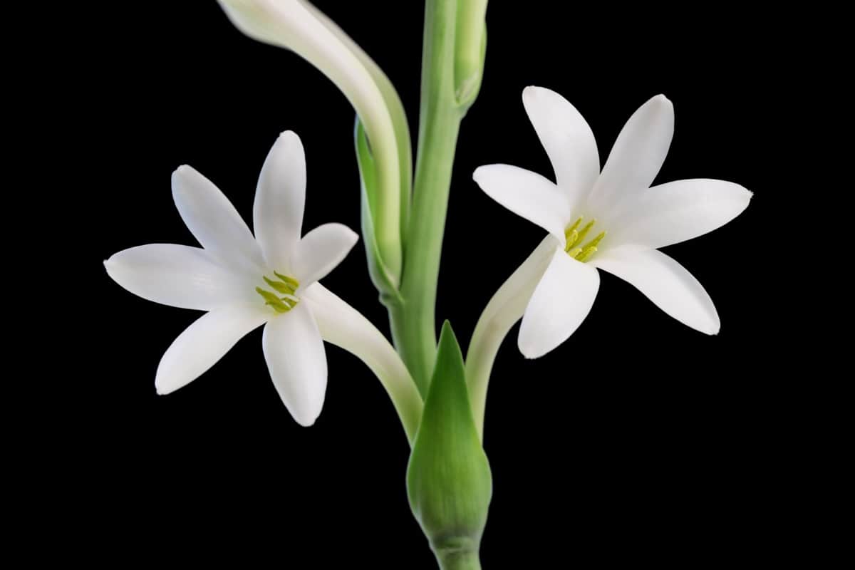 Tuberose Flowers White