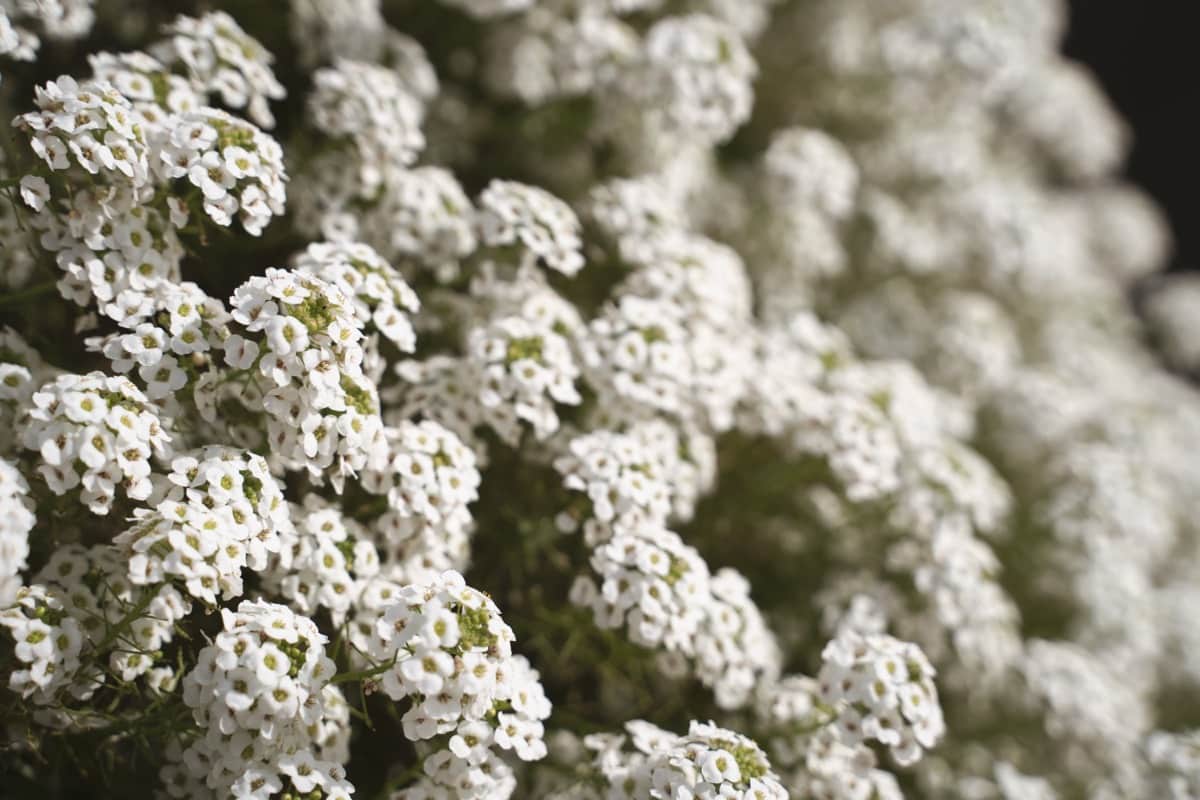 Sweet Alyssum Flowers White