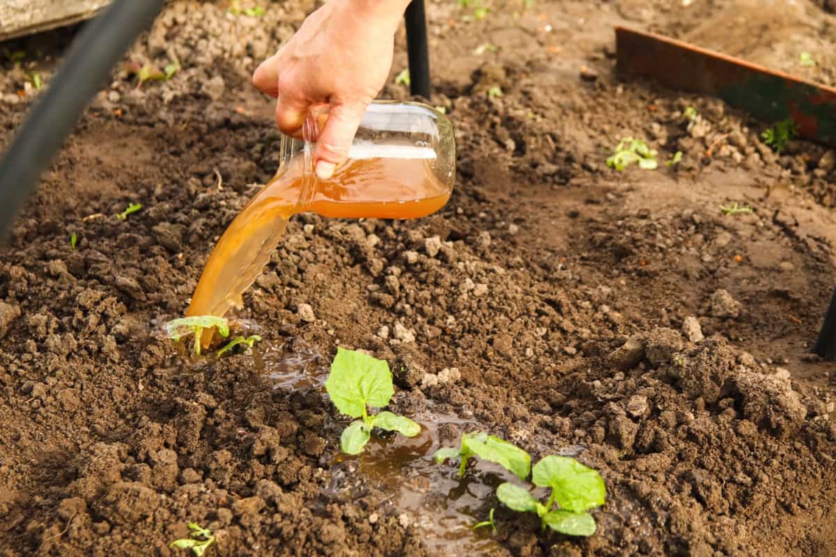 Watering with fertilizers of young vegetable in a home garden